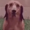 Maximillian3